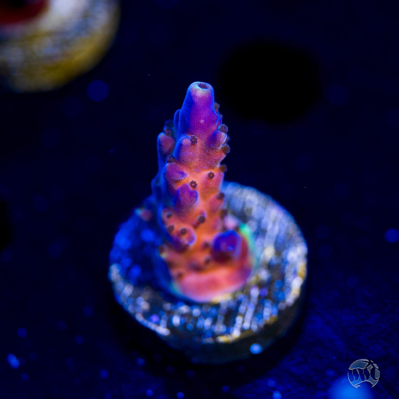 Paletta Blue Acropora - (NON-WYSIWYG)