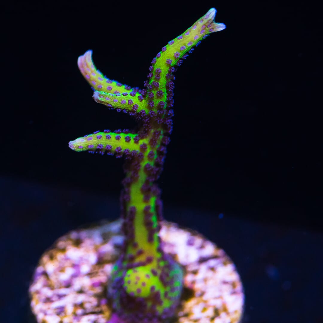WWC Purple Polyp Birdsnest - (NON-WYSIWYG)