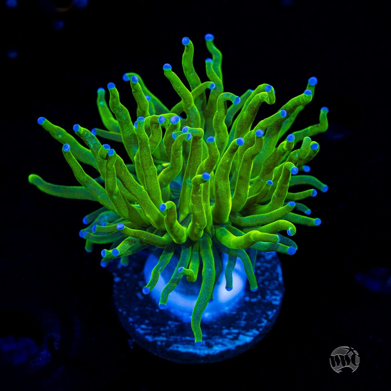 Blue Tip Torch - (NON-WYSIWYG)