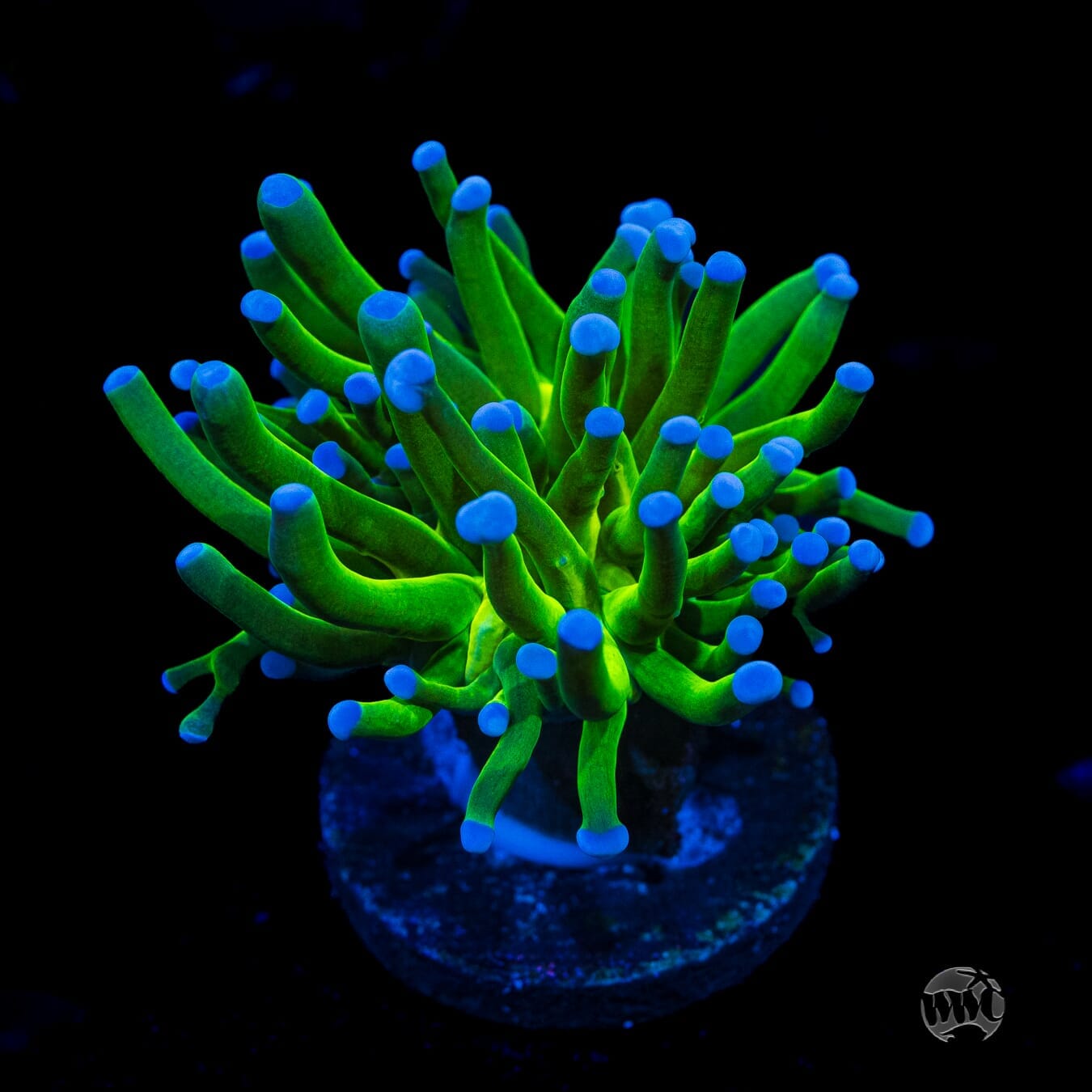 Blue Tip Torch - (NON-WYSIWYG)