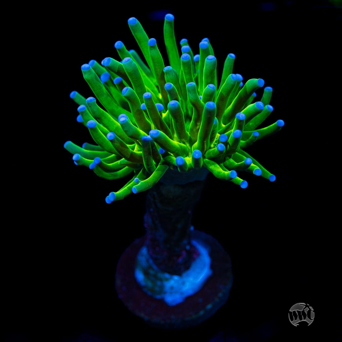 Blue Tip Torch - (NON-WYSIWYG)