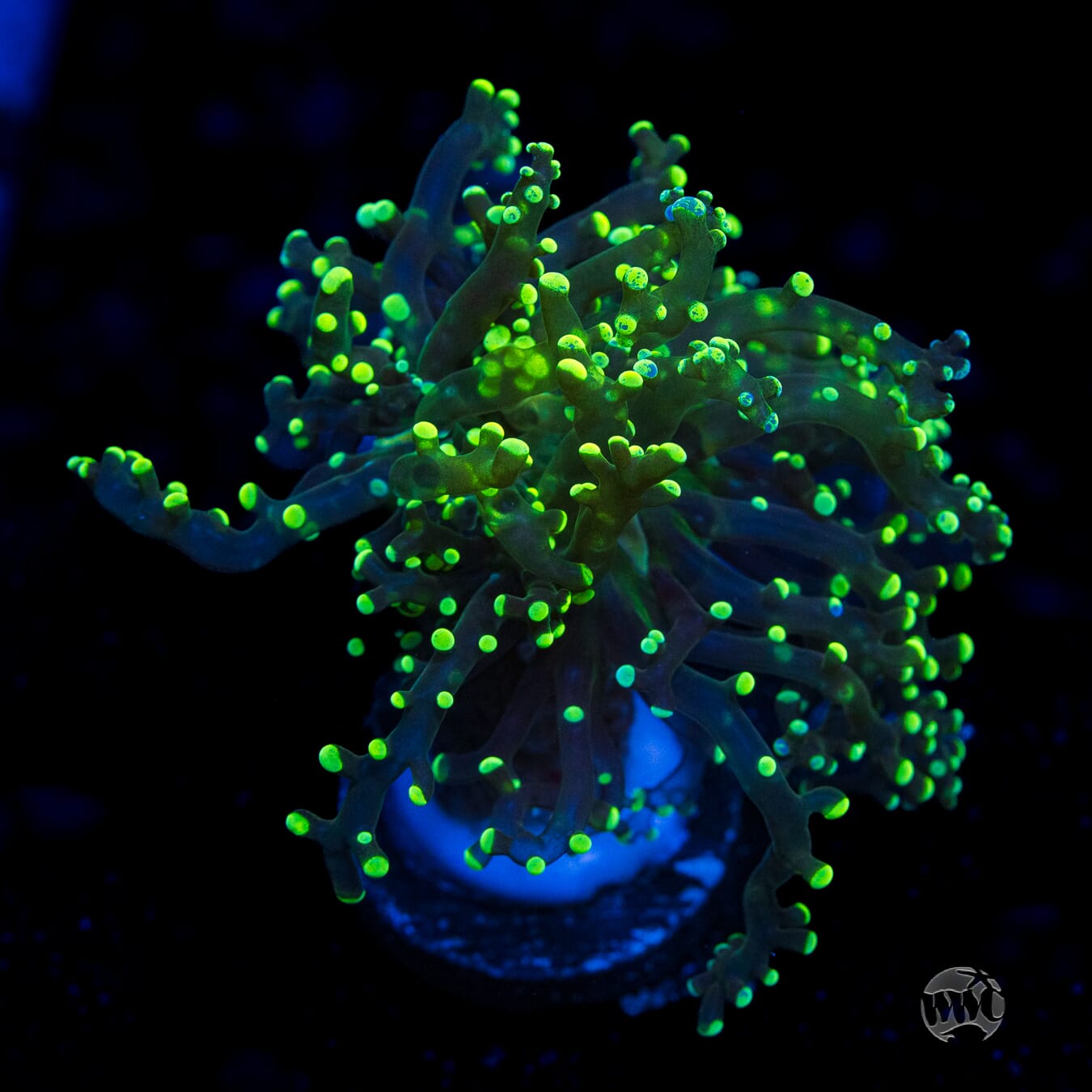 Neon Splatter Tip Branching Frogspawn - (NON-WYSIWYG)
