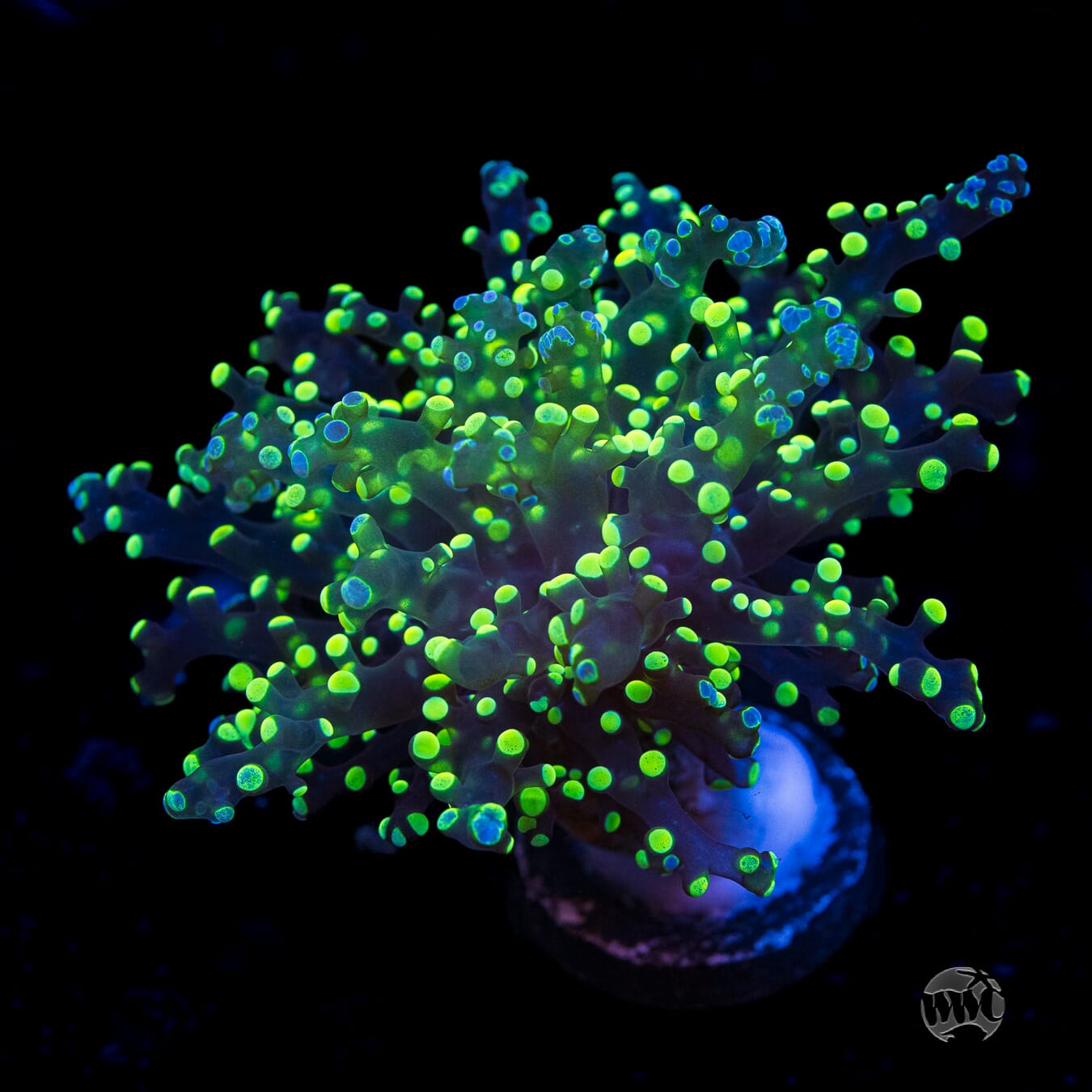 Neon Splatter Tip Branching Frogspawn - (NON-WYSIWYG)