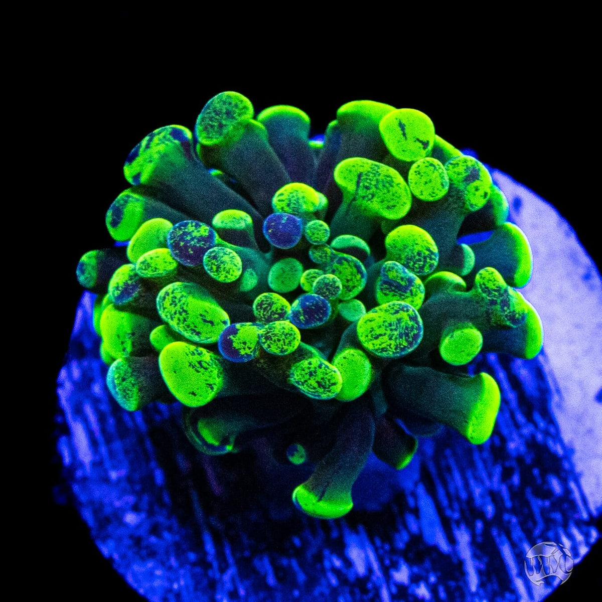 Neon Splatter Branching Hammer- (NON-WYSIWYG)