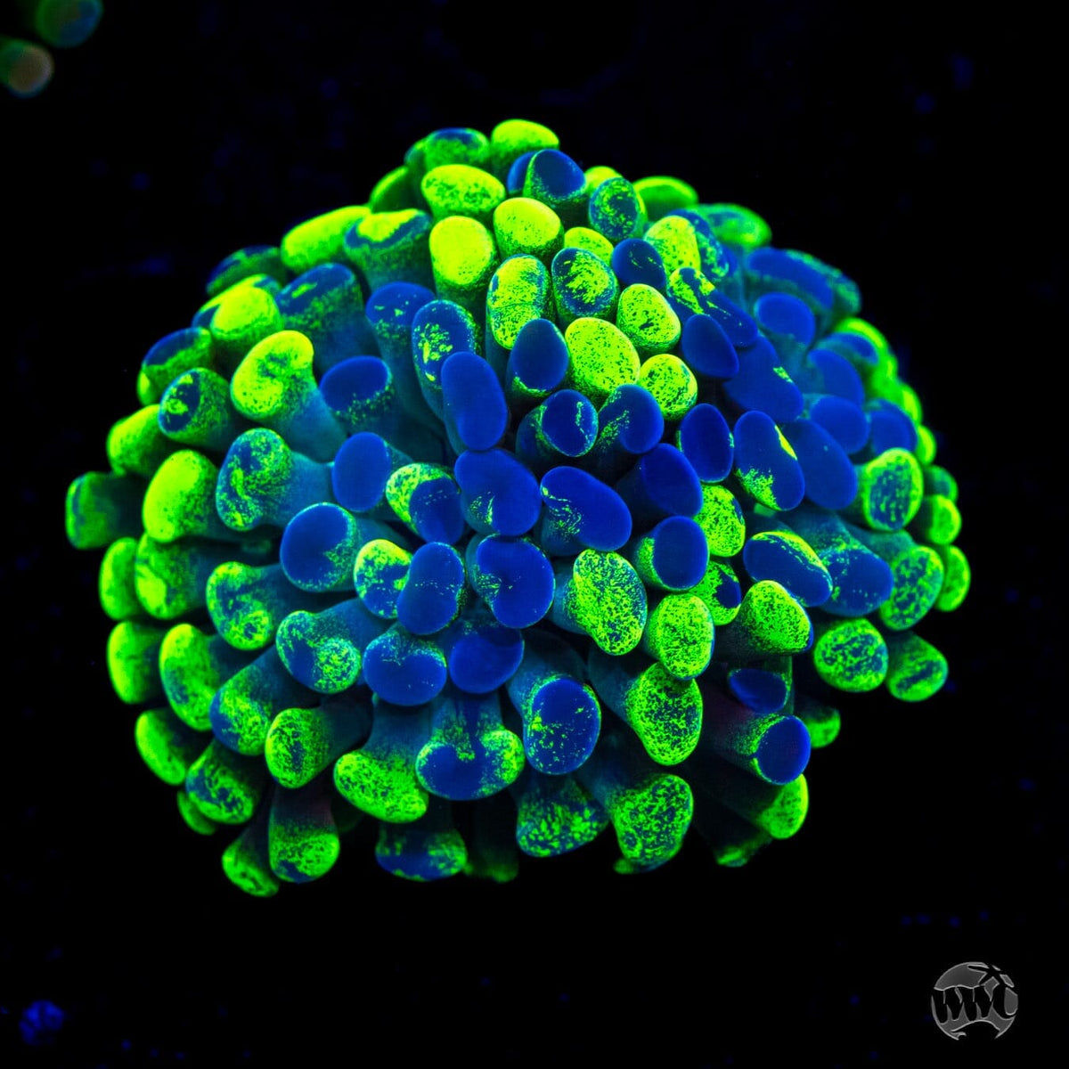 Neon Splatter Branching Hammer- (NON-WYSIWYG)