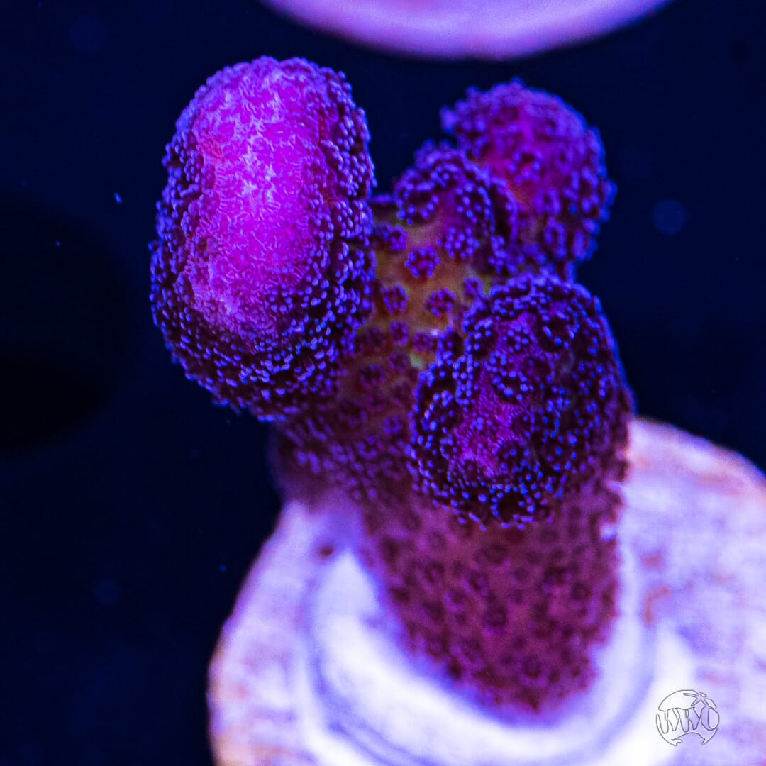 WWC Purple Stylophora - (NON-WYSIWYG)