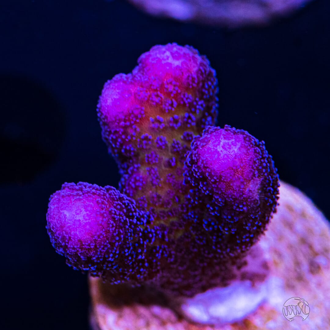 WWC Purple Stylophora - (NON-WYSIWYG)