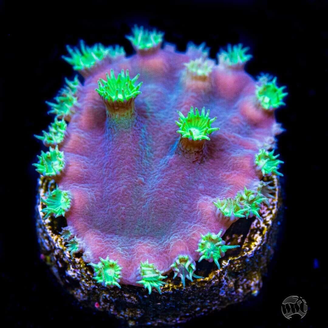 WWC Purple Scroll Turbinaria - (NON-WYSIWYG)