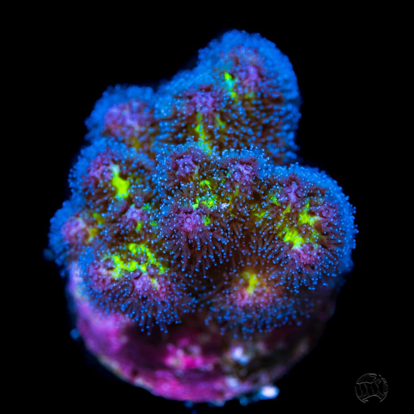WWC Rainbow Pocillopora - (NON-WYSIWYG)
