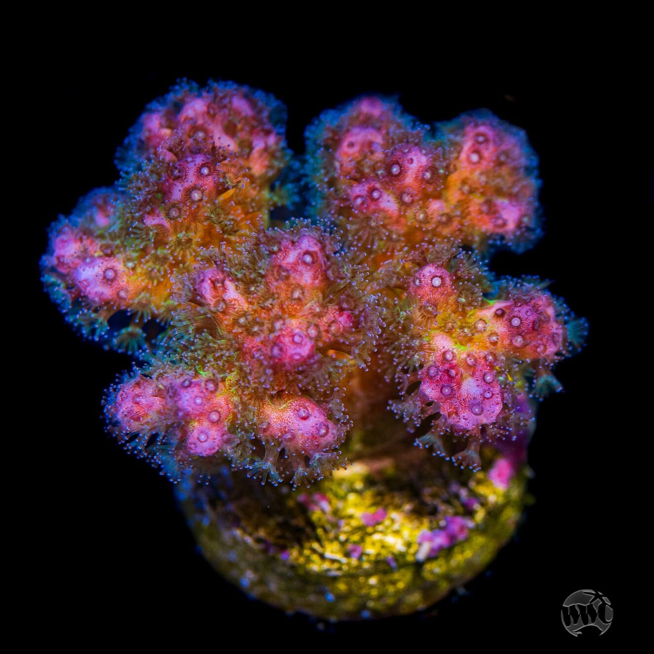 WWC Rainbow Pocillopora - (NON-WYSIWYG)