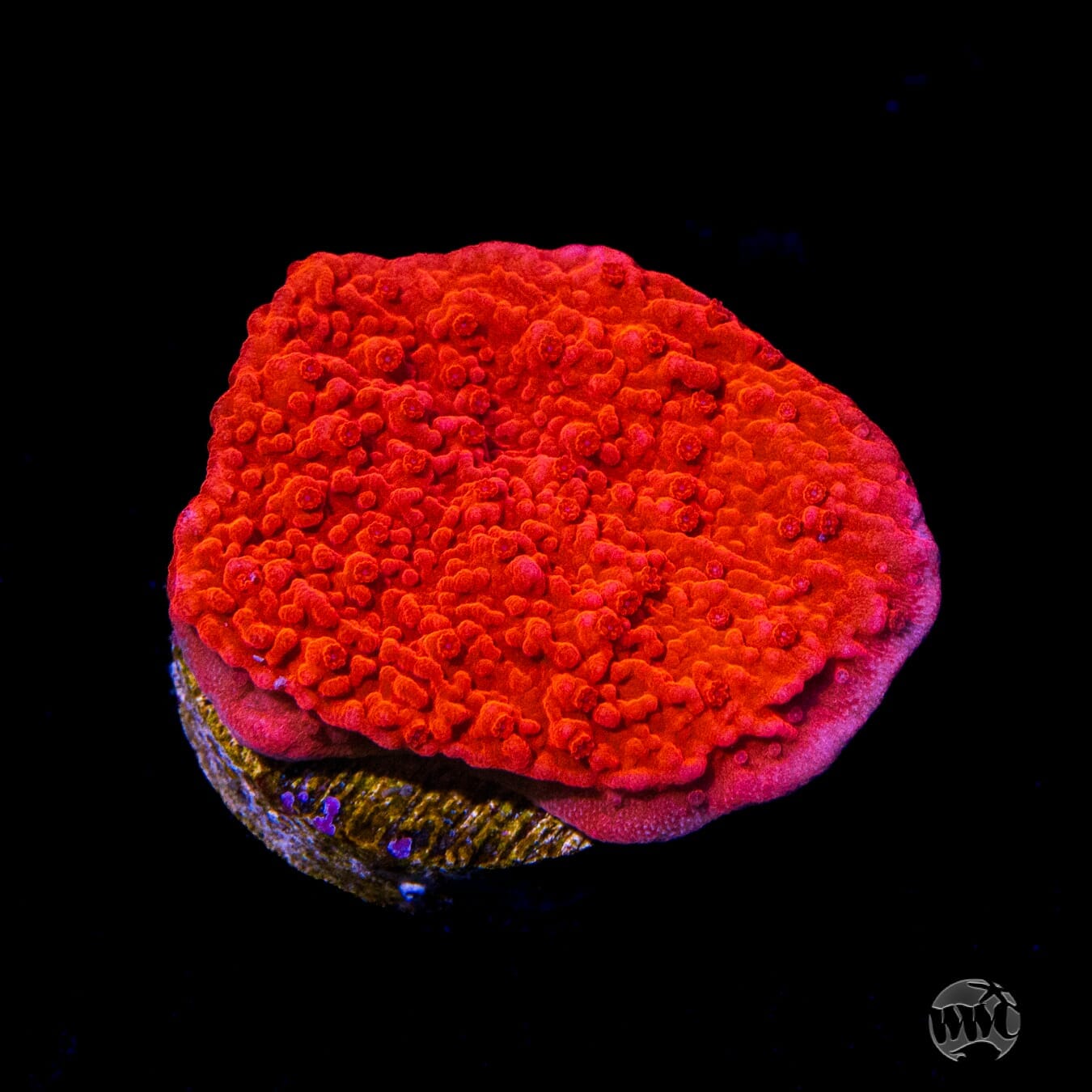 Red Cap Montipora - (NON-WYSIWYG)