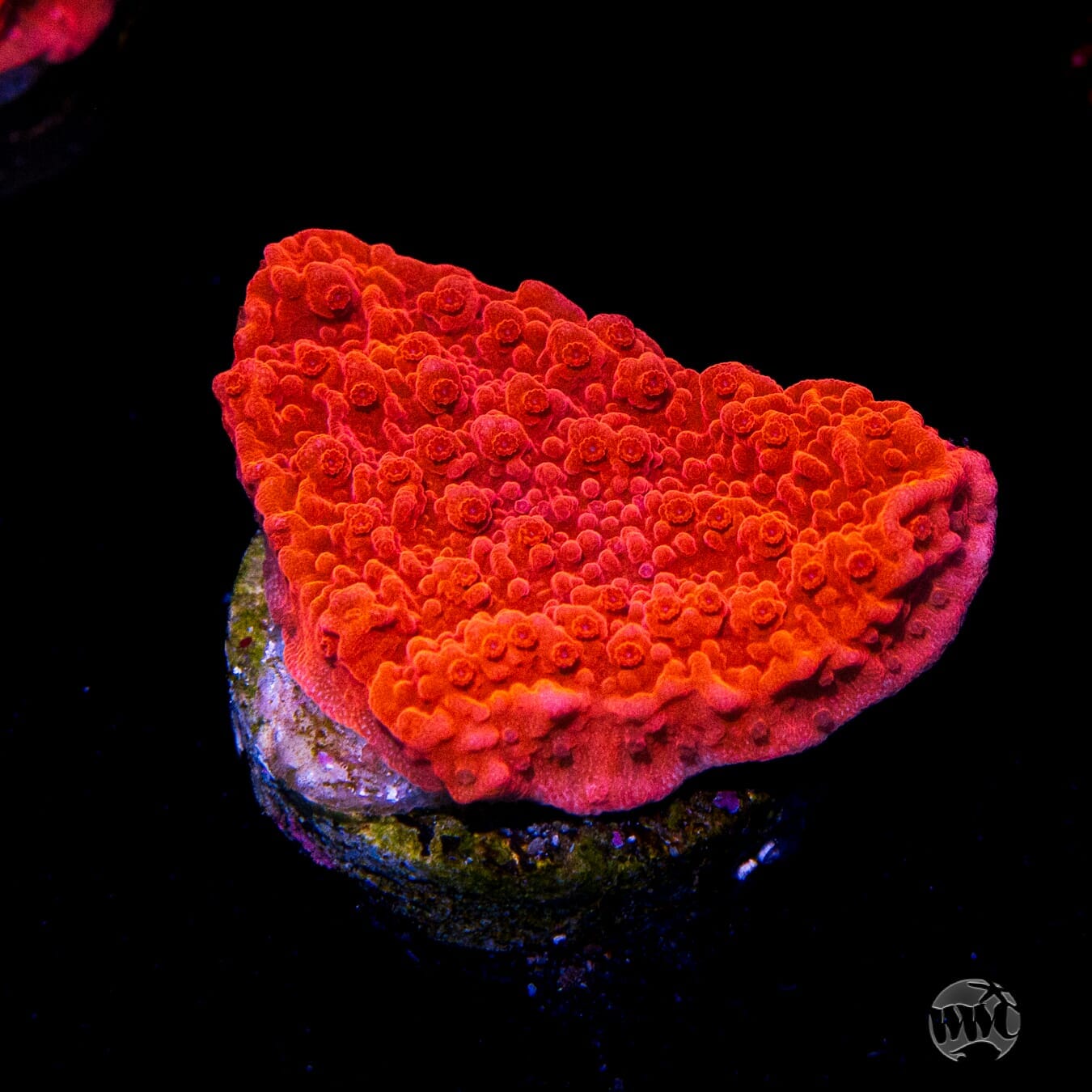 Red Cap Montipora - (NON-WYSIWYG)