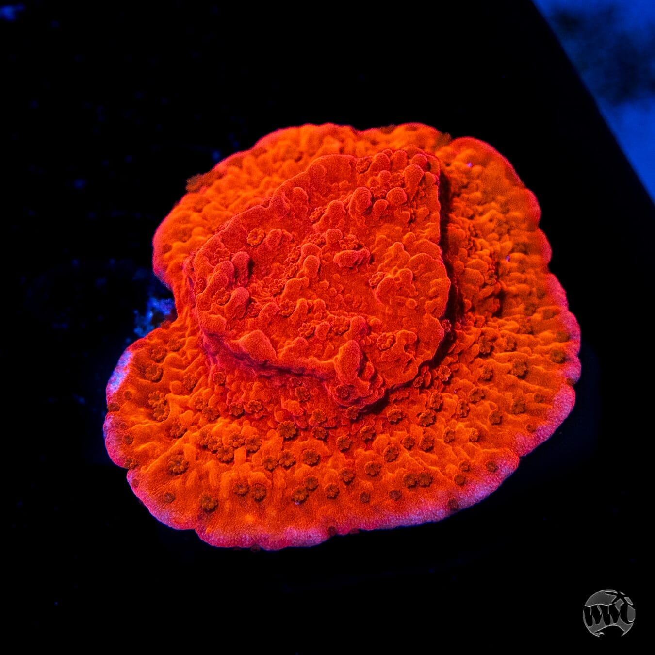 Red Cap Montipora - (NON-WYSIWYG)