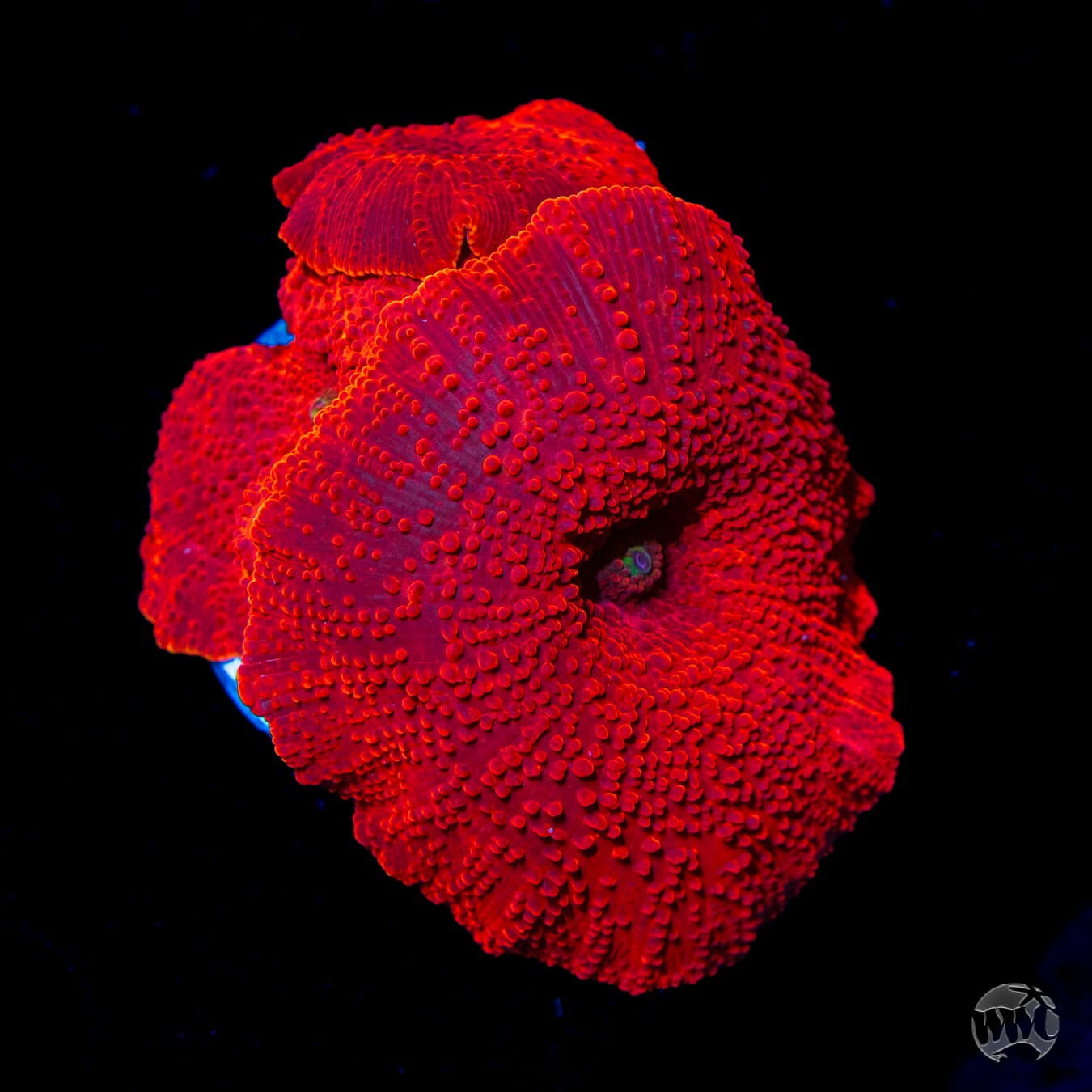 WWC Red Jaguar Disco Mushroom - (NON-WYSIWYG)