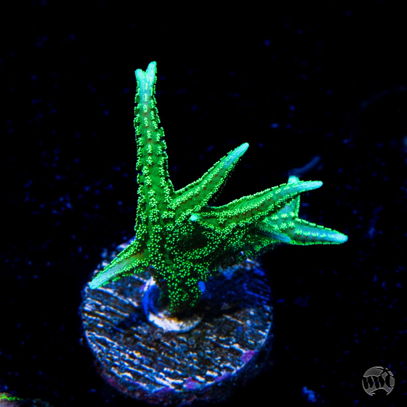 Reef Works Jade Dragon Birdsnest - (NON-WYSIWYG)