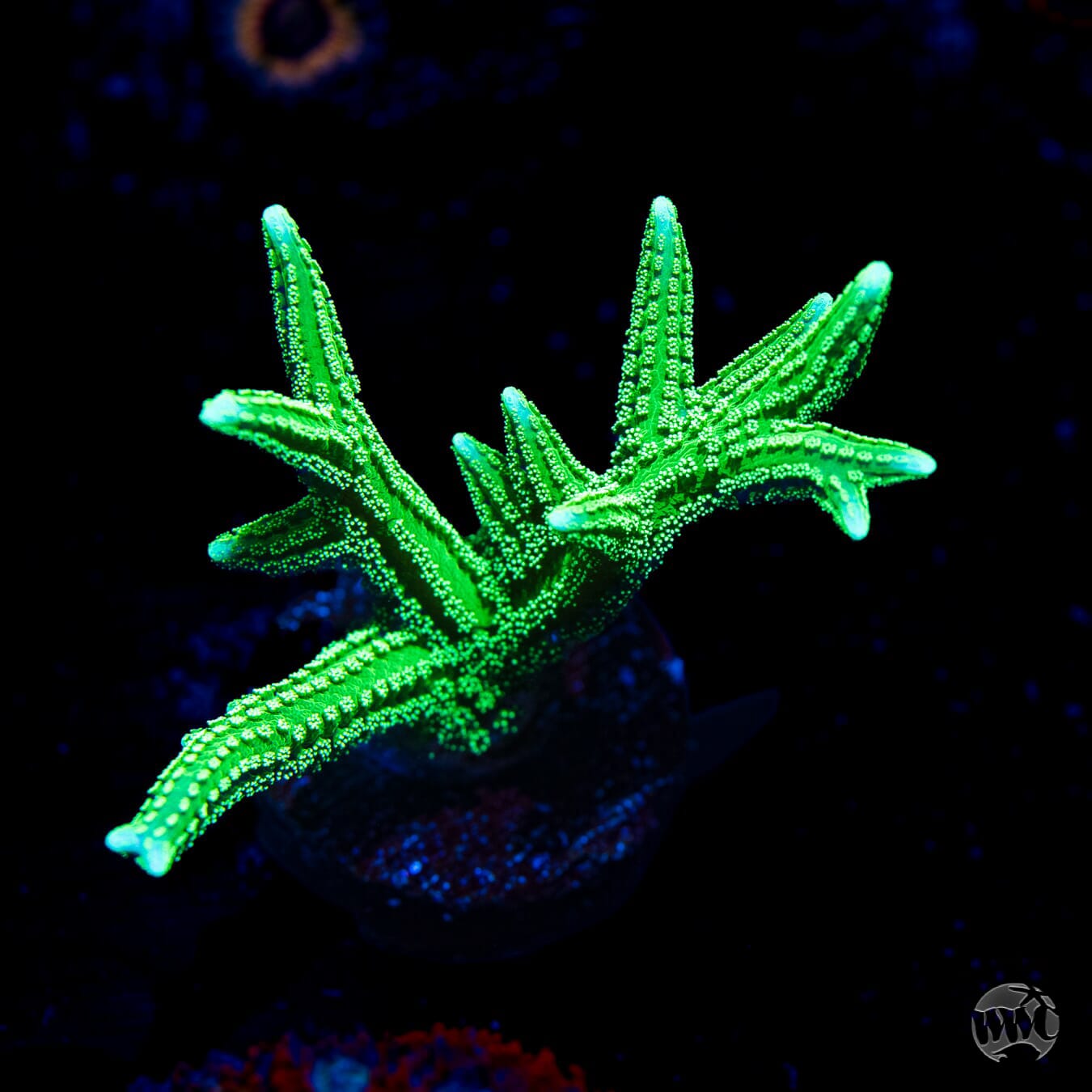 Reef Works Jade Dragon Birdsnest - (NON-WYSIWYG)