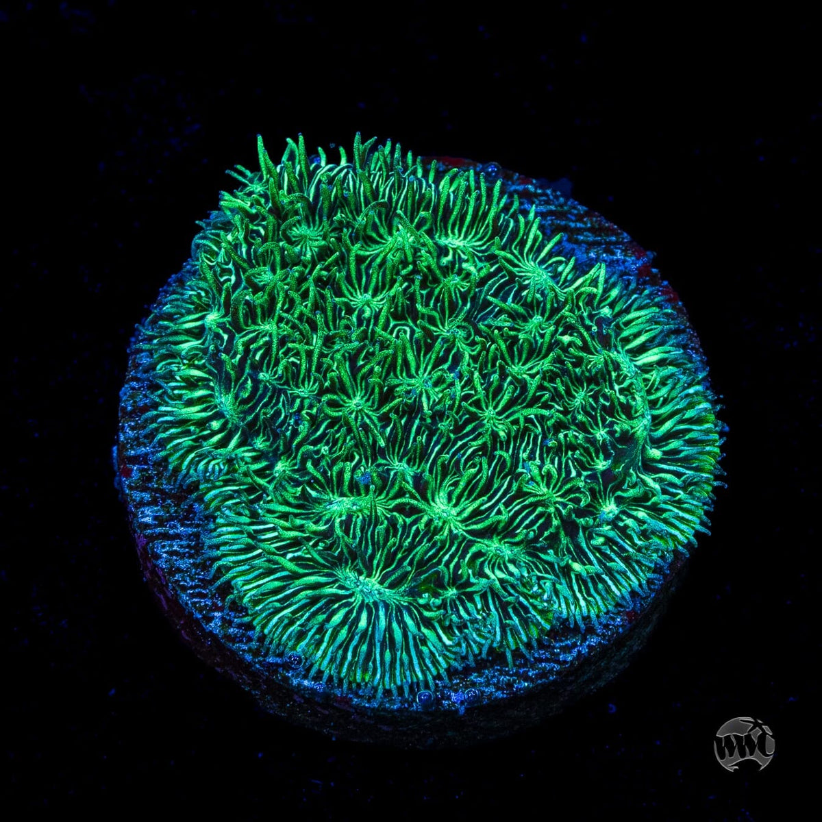 WWC Silverleaf Pavona - (NON-WYSIWYG)