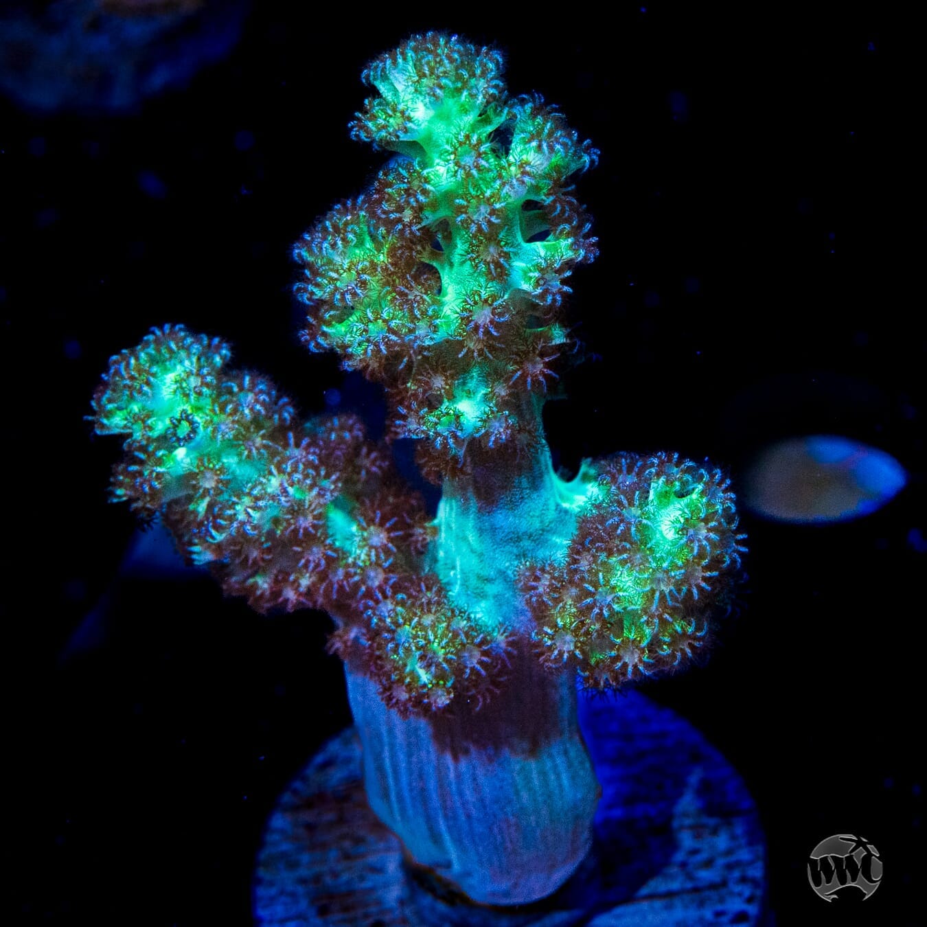 WWC Solomon Hairy Leather - (NON-WYSIWYG)