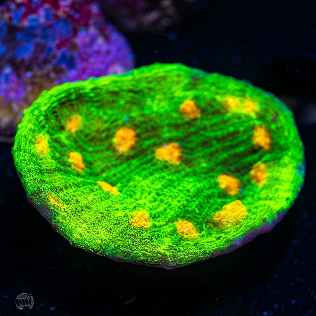 WWC Space Invader Mycedium Chalice - (NON-WYSIWYG)