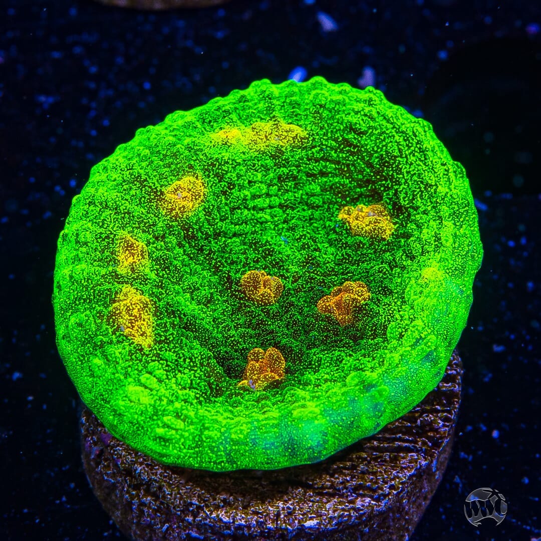WWC Space Invader Mycedium Chalice - (NON-WYSIWYG)