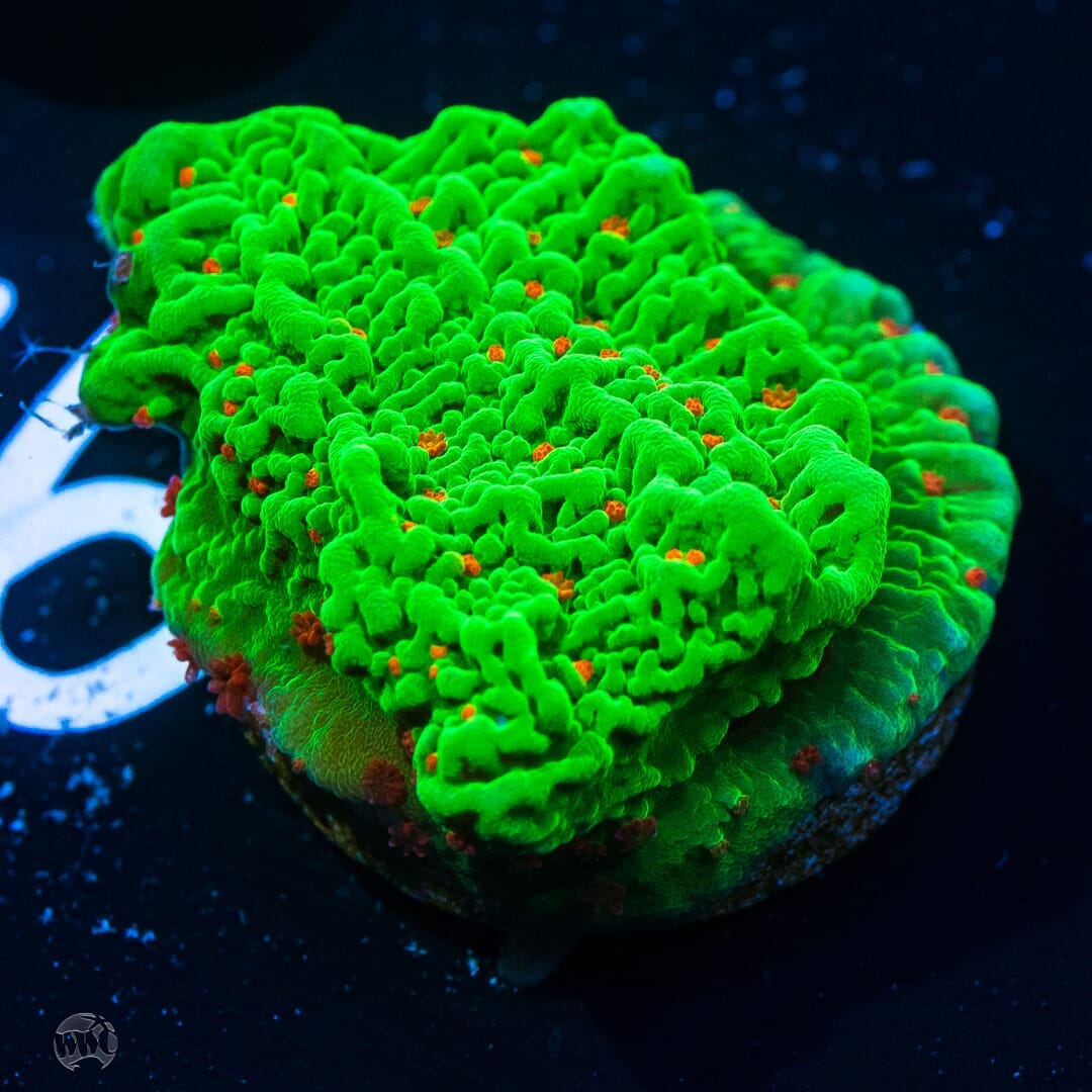 Tequila Sunrise Montipora - (NON-WYSIWYG)