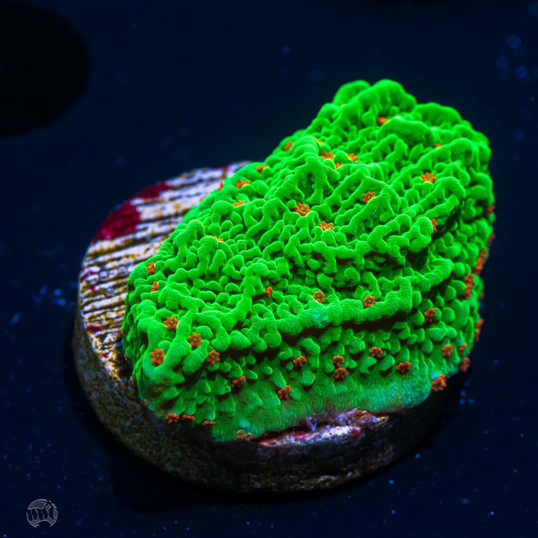 Tequila Sunrise Montipora - (NON-WYSIWYG)