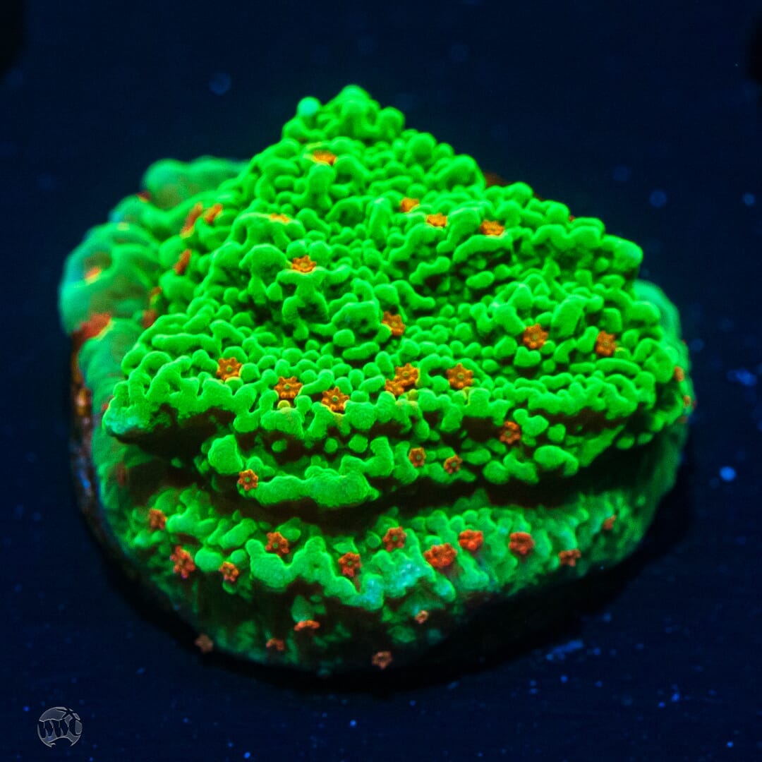 Tequila Sunrise Montipora - (NON-WYSIWYG)