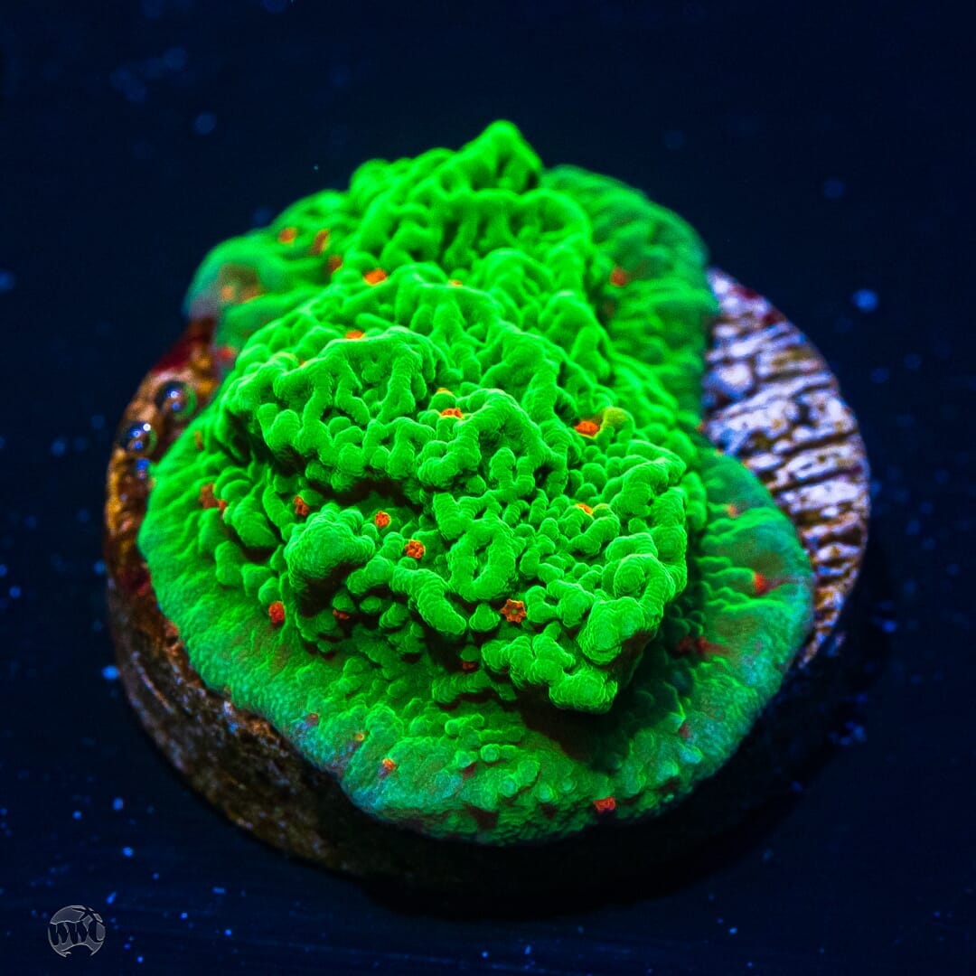Tequila Sunrise Montipora - (NON-WYSIWYG)