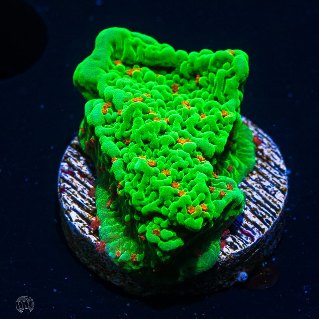 Tequila Sunrise Montipora - (NON-WYSIWYG)