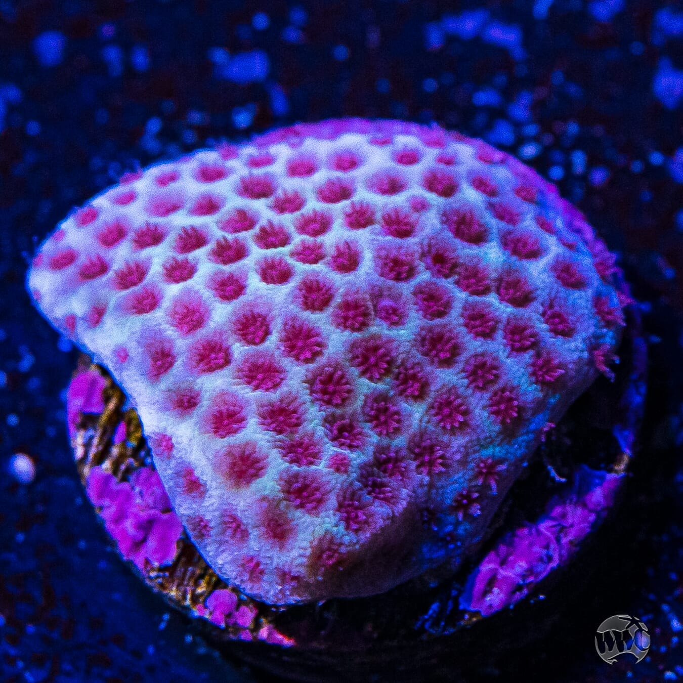 Tyree Sanddollar Porites - (NON-WYSIWYG)