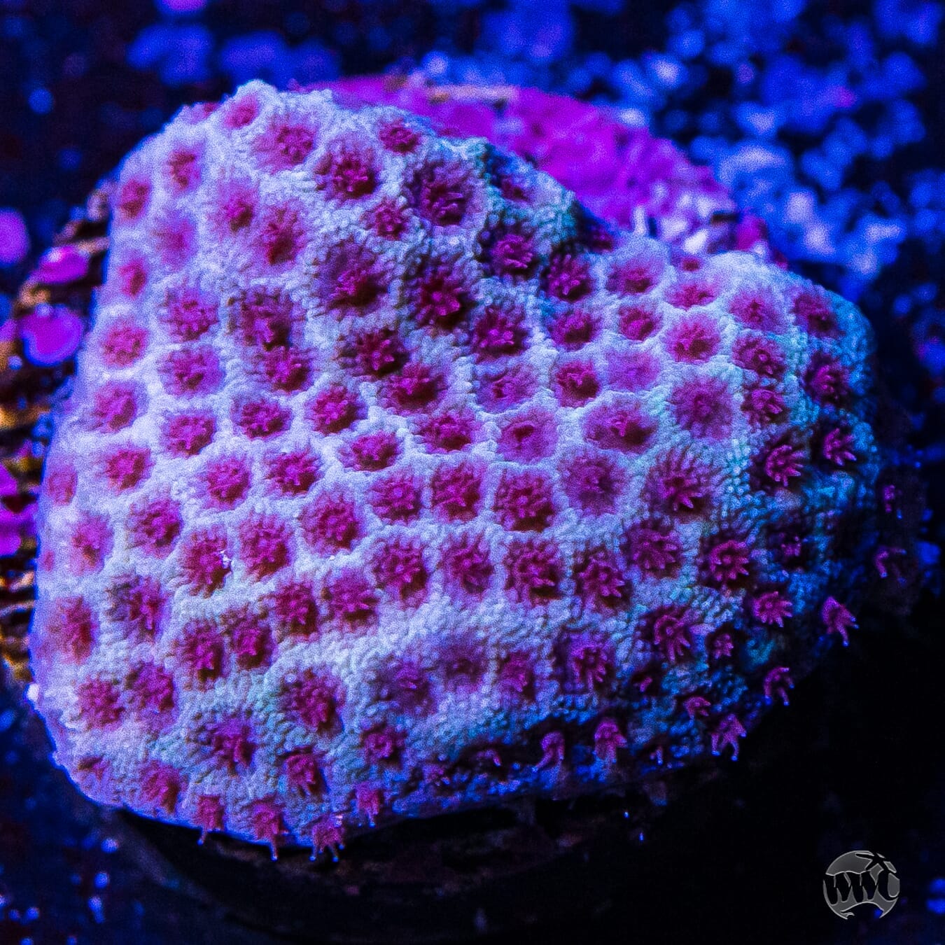 Tyree Sanddollar Porites - (NON-WYSIWYG)