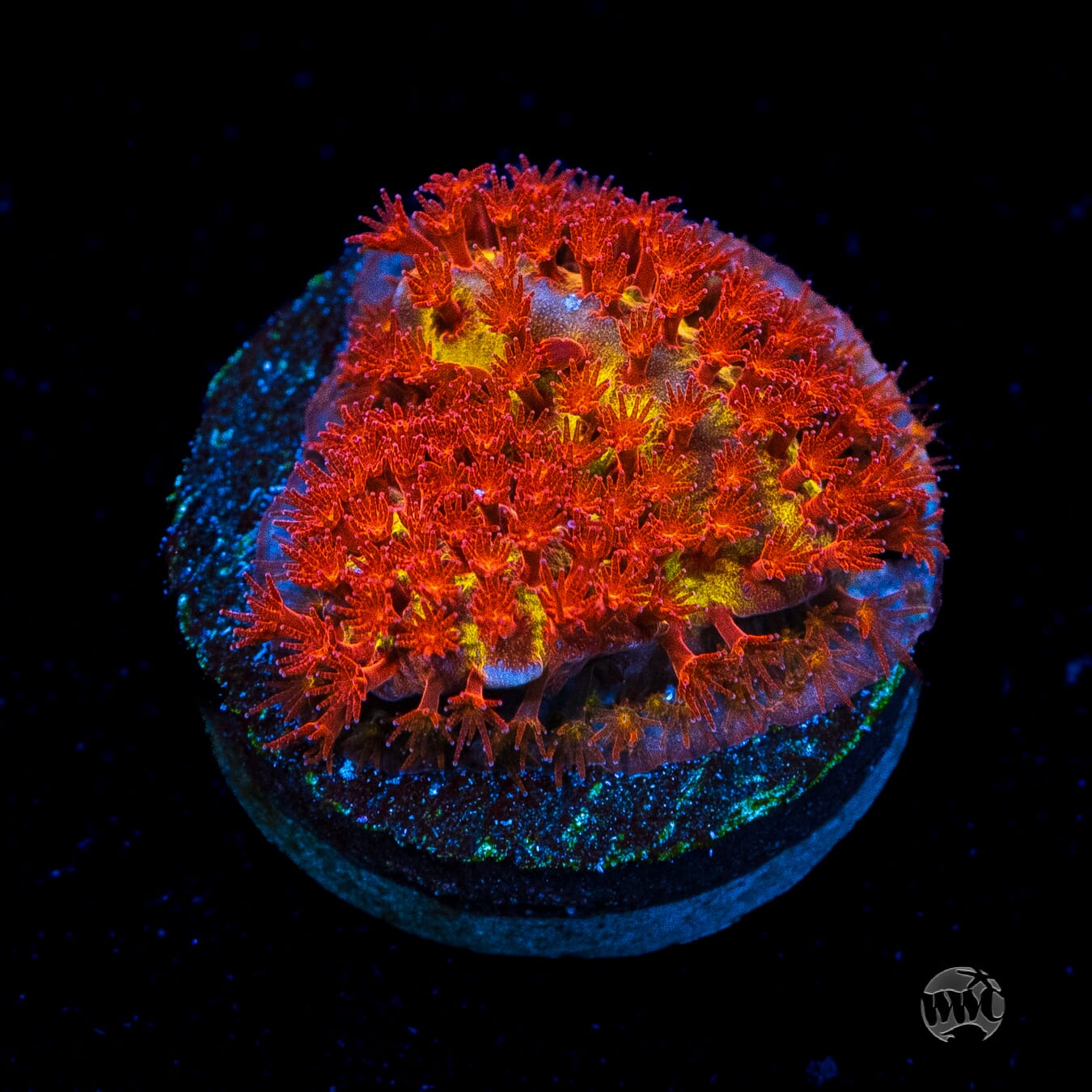 Jason Fox Burning Banana Stylocoeniella