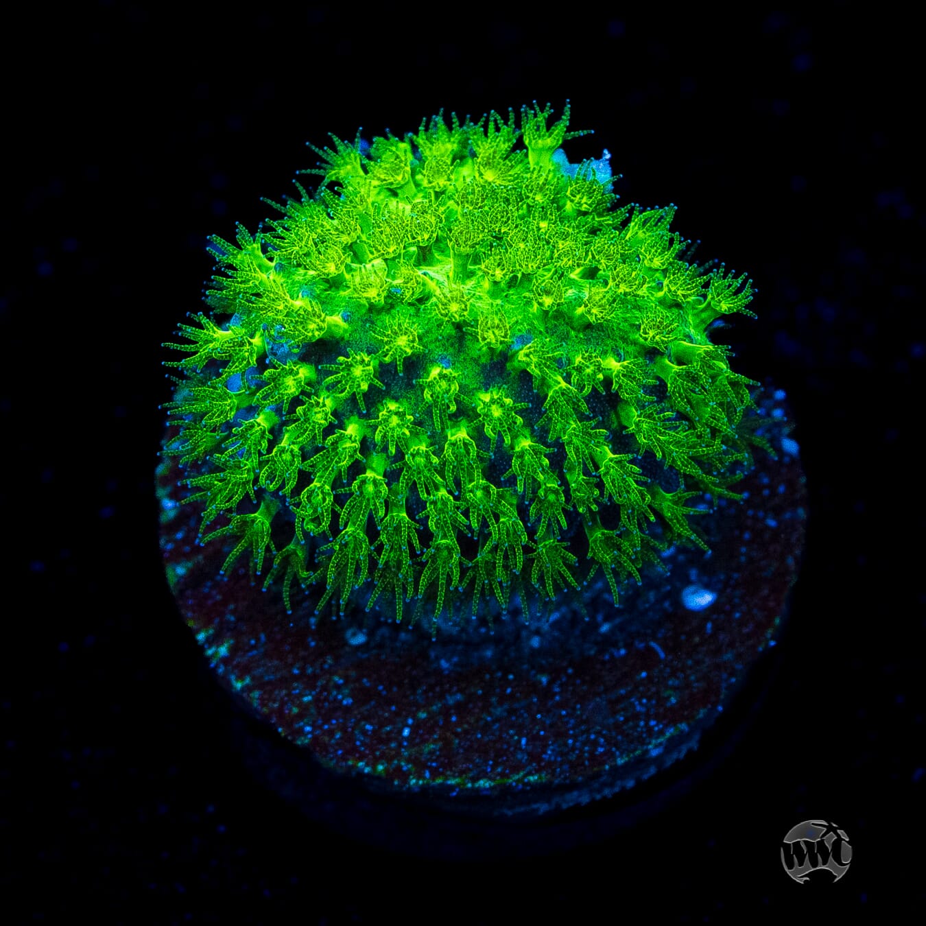 WWC Night Vision Stylocoeniella