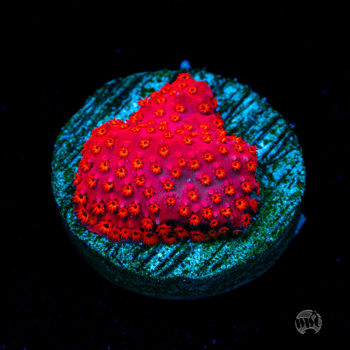 WWC Firecracker Stylocoeniella