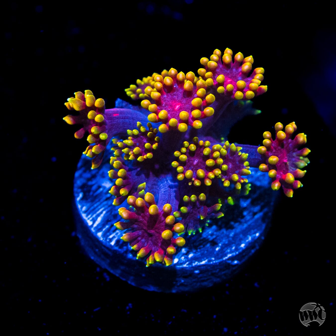 WWC Mai Tai Micro Goniopora