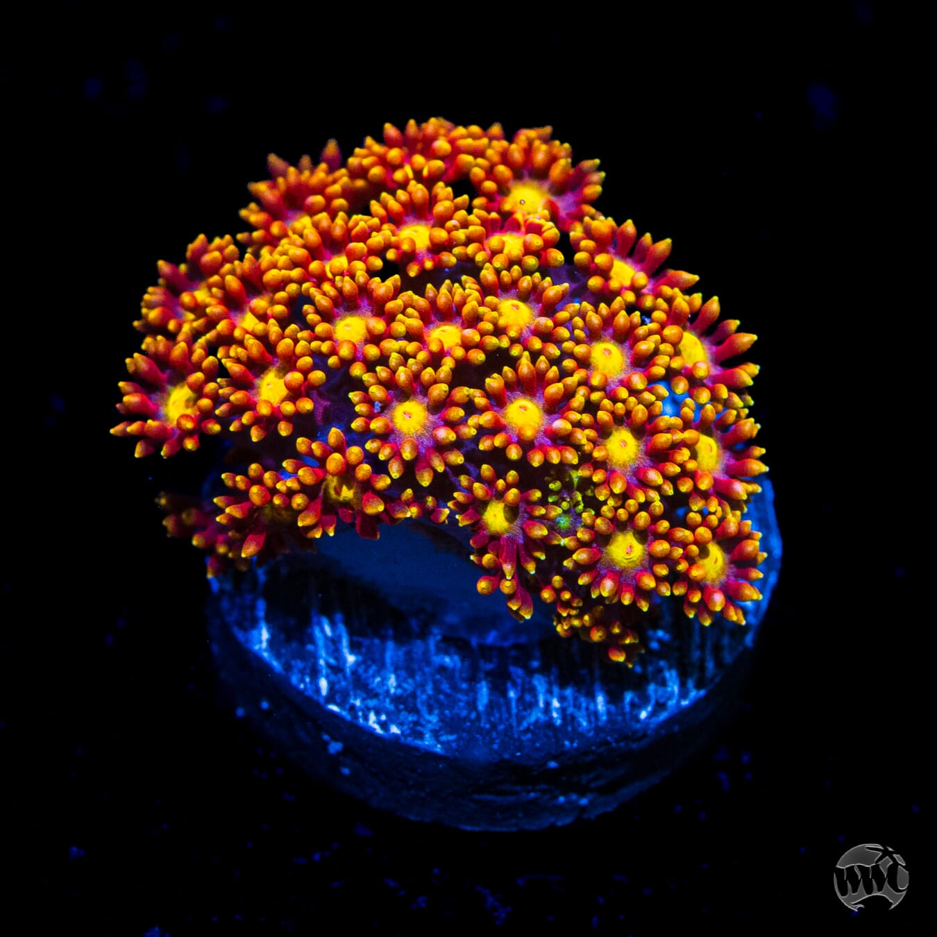 WWC Flame Tongue Micro Goniopora