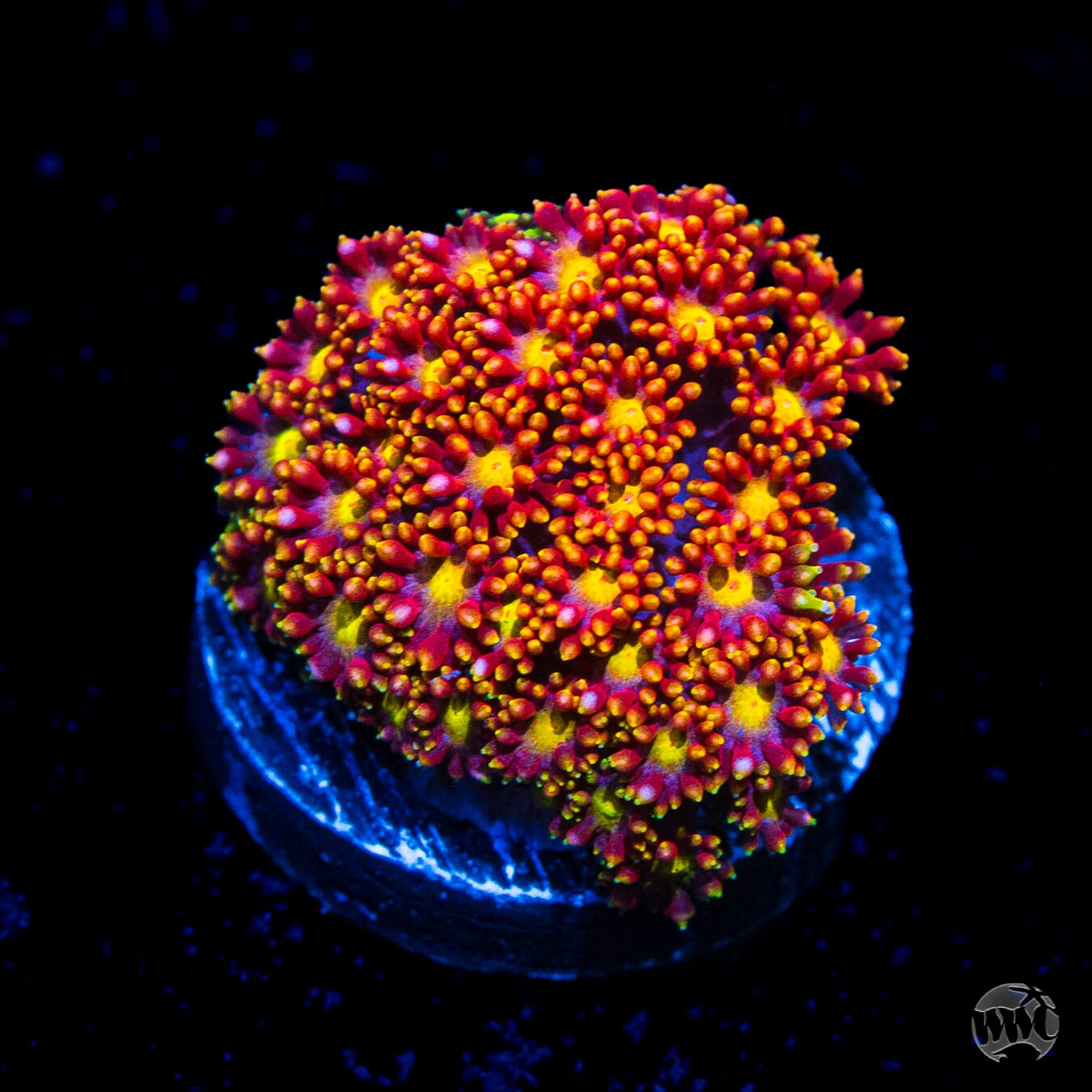 WWC Flame Tongue Micro Goniopora