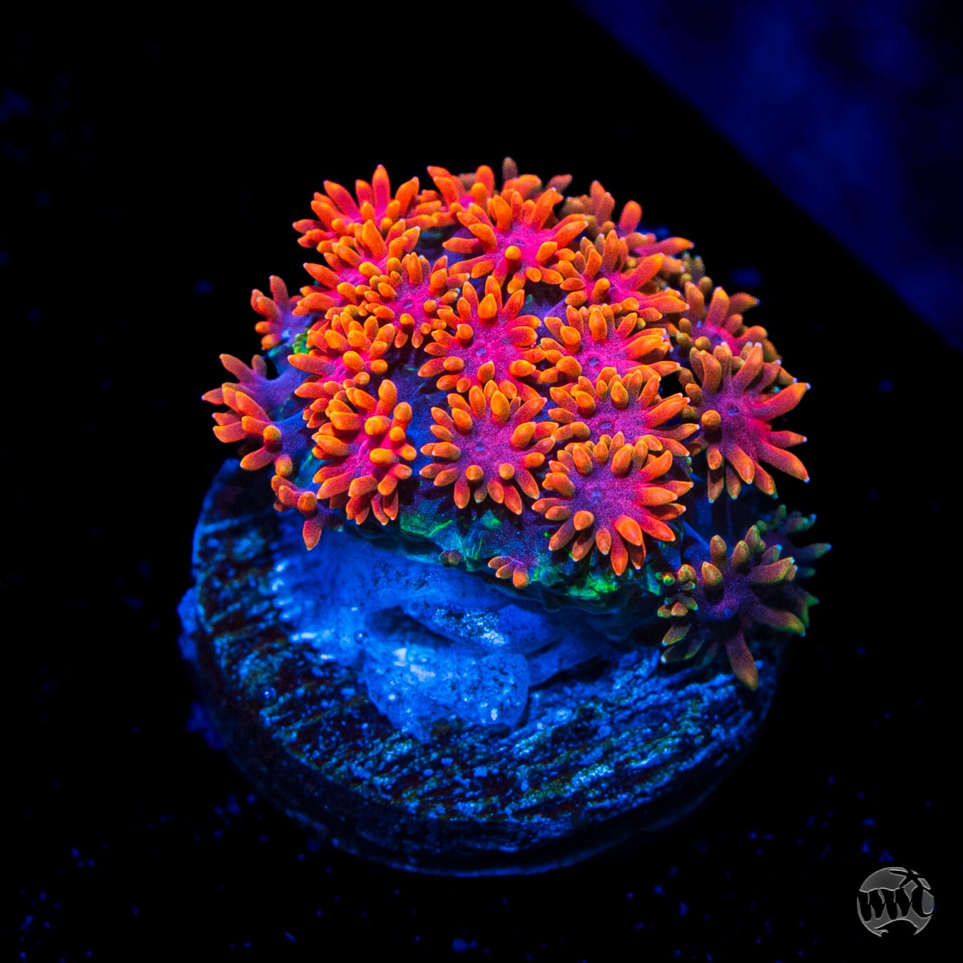 WWC Fire Blast Micro Goniopora