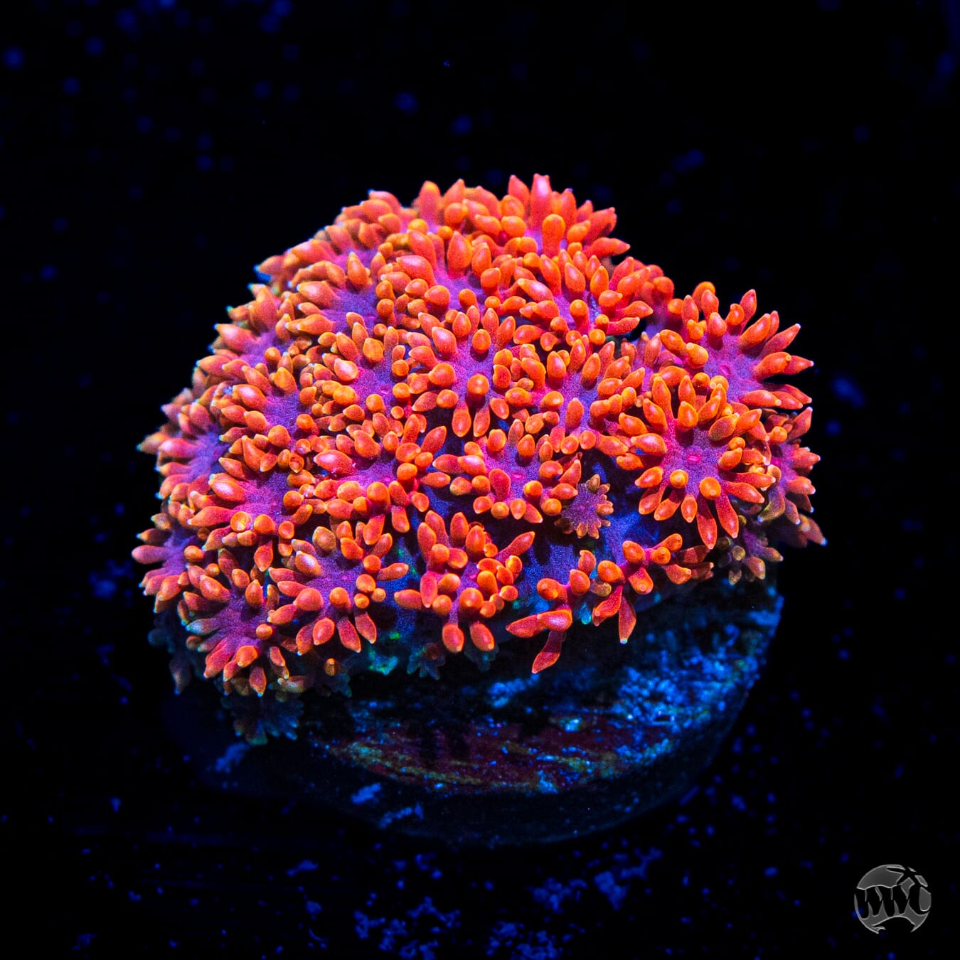 WWC Fire Blast Micro Goniopora