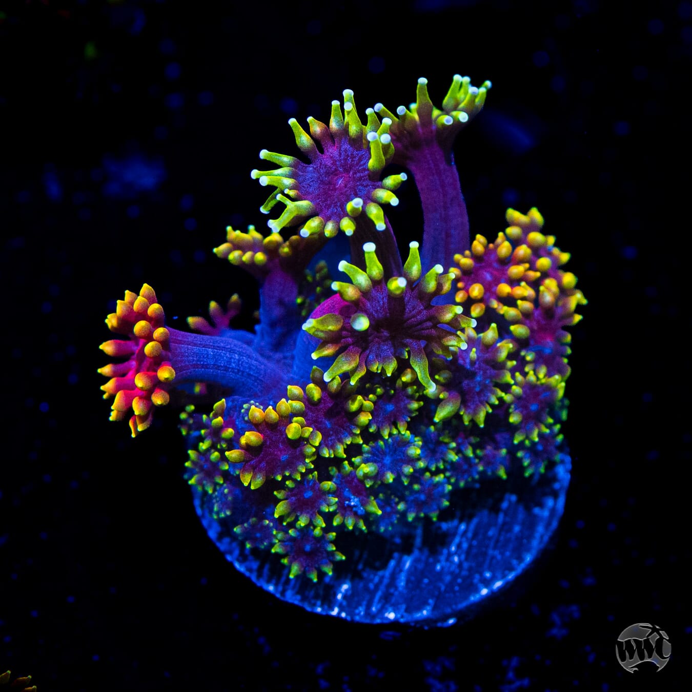 WWC Mai Tai Micro Goniopora