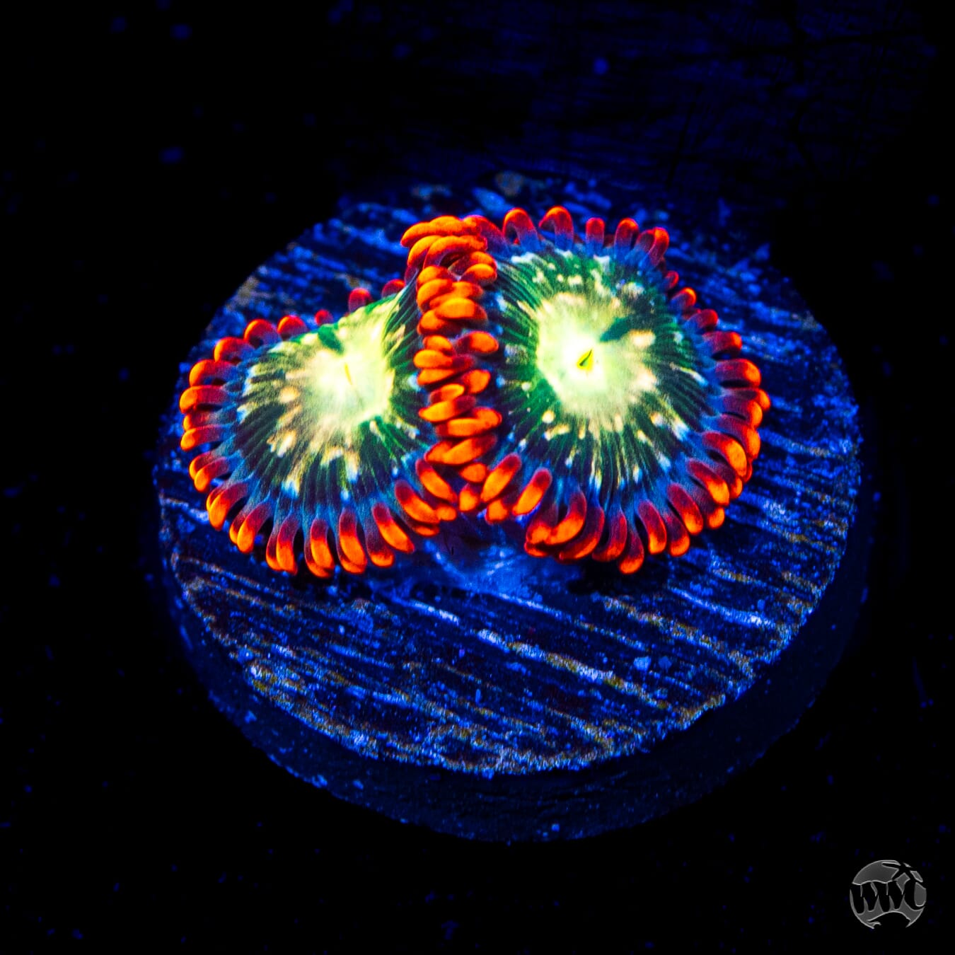 WWC Astral Shift Zoanthids