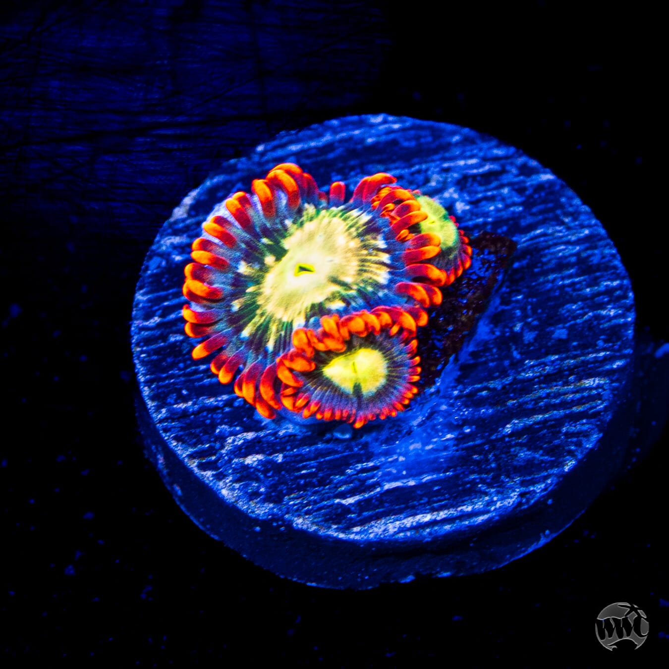 WWC Astral Shift Zoanthids