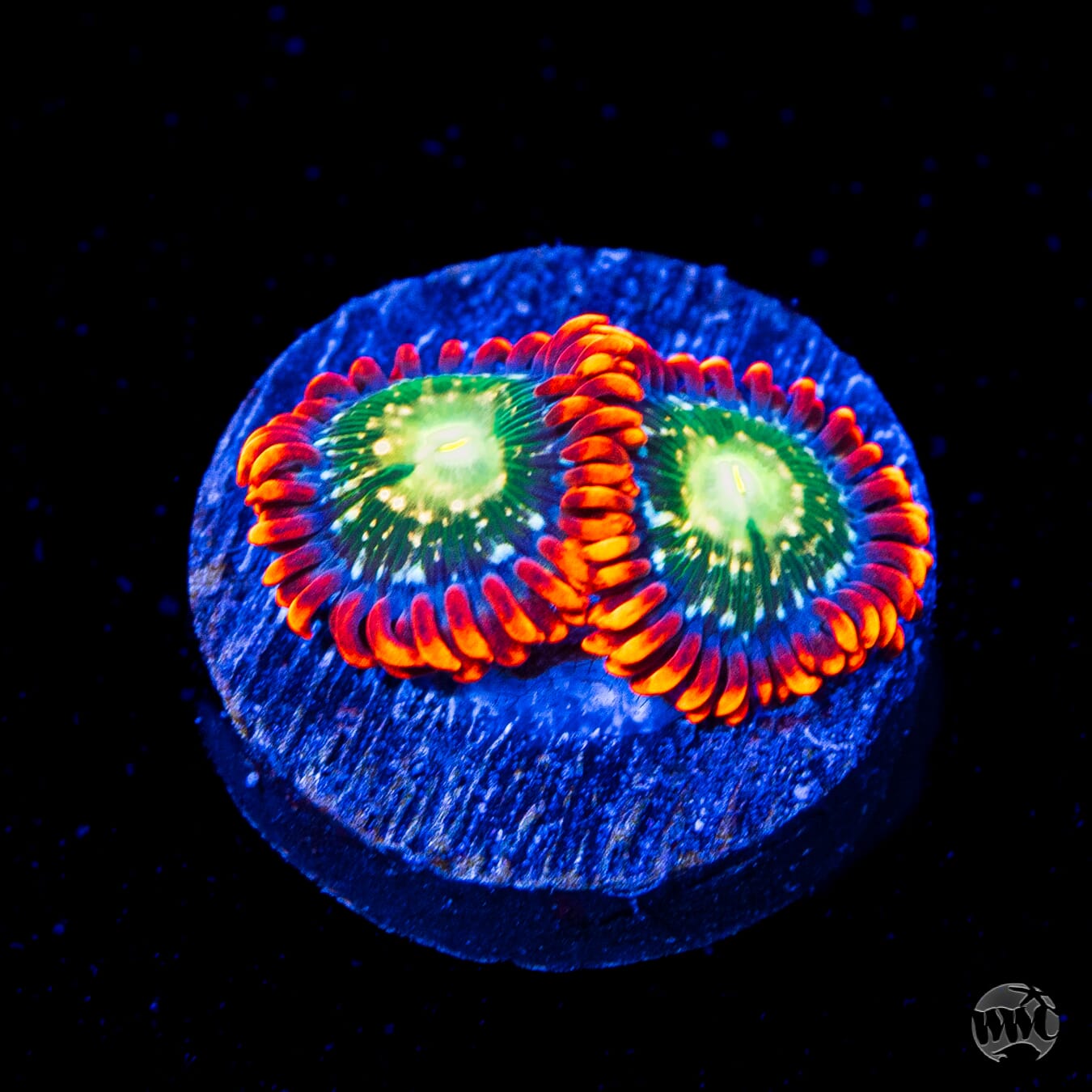 WWC Astral Shift Zoanthids