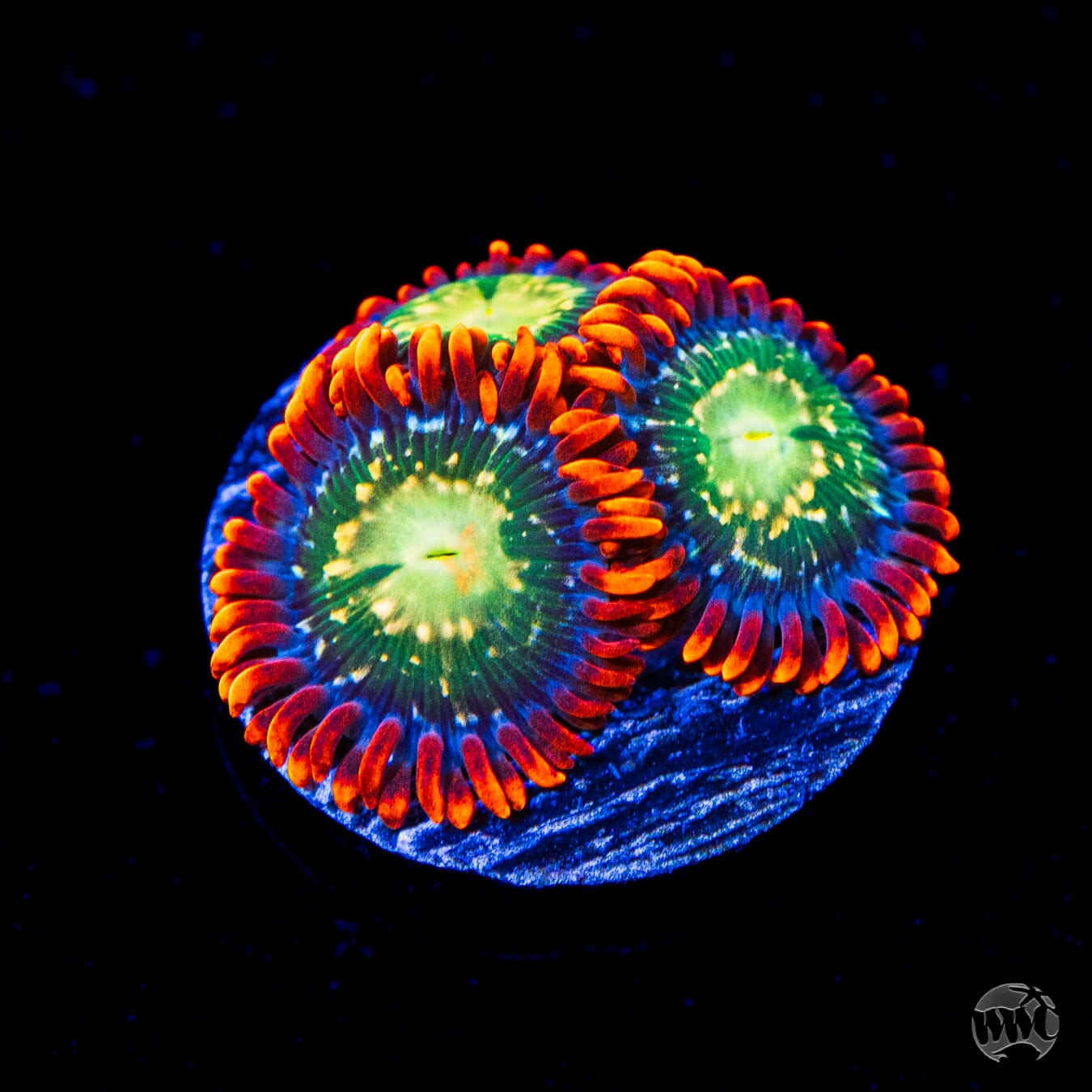 WWC Astral Shift Zoanthids