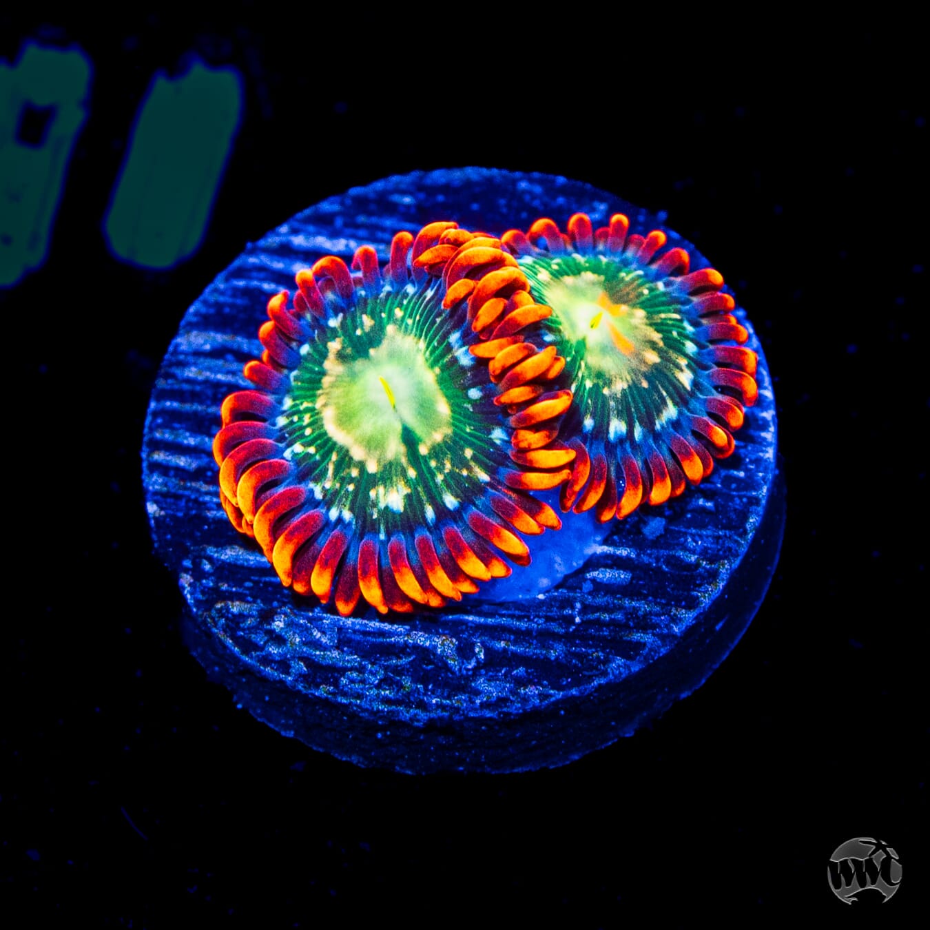 WWC Astral Shift Zoanthids