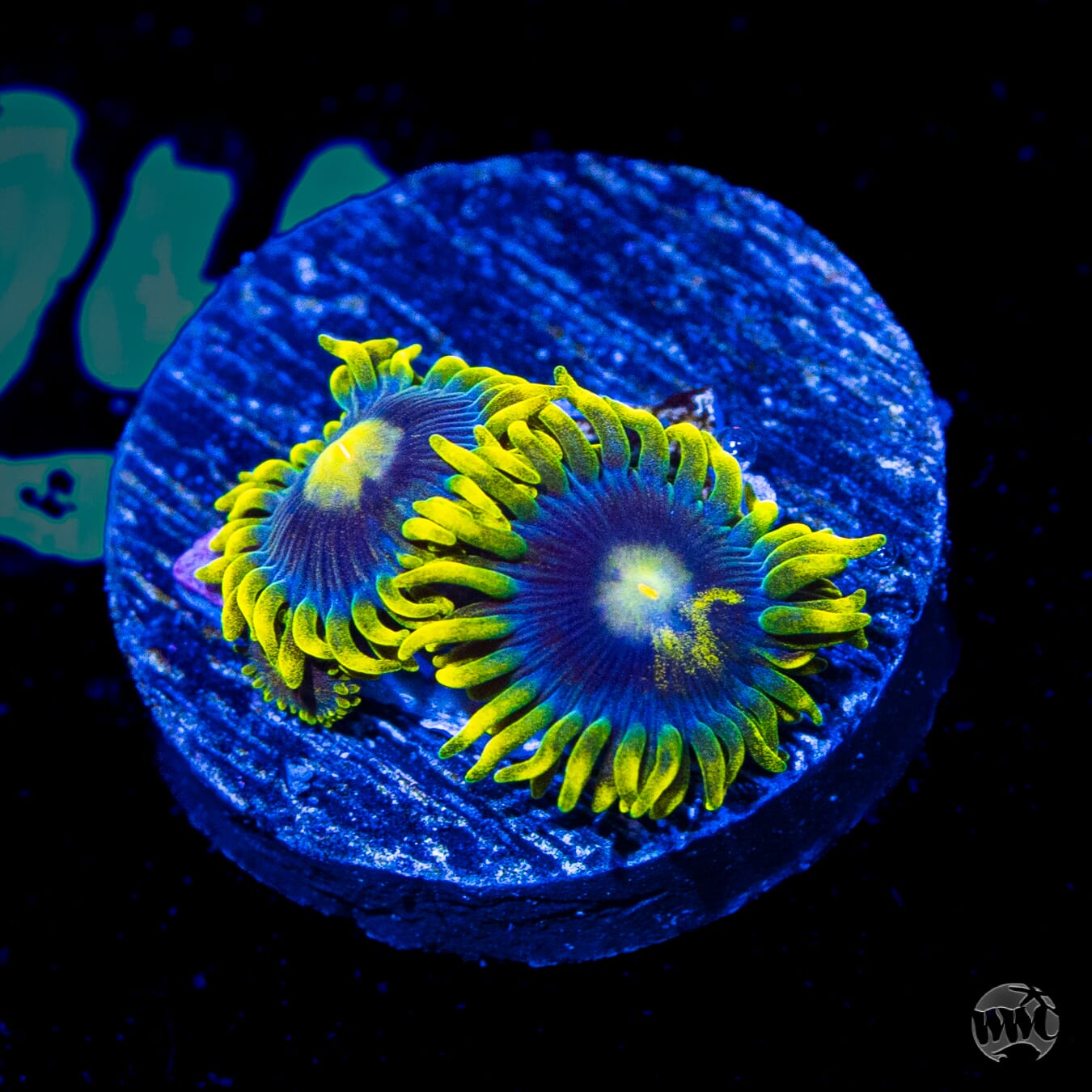 WWC Sunbeam Shuriken Zoanthids