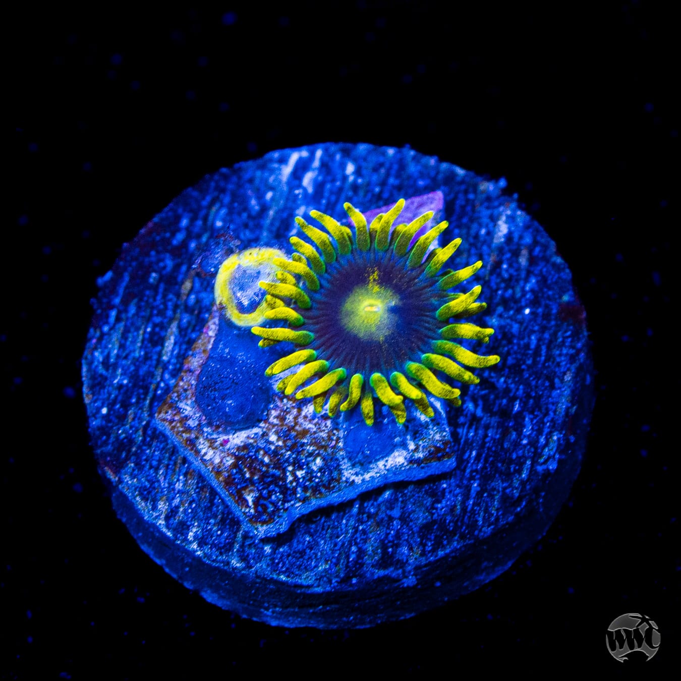 WWC Sunbeam Shuriken Zoanthids