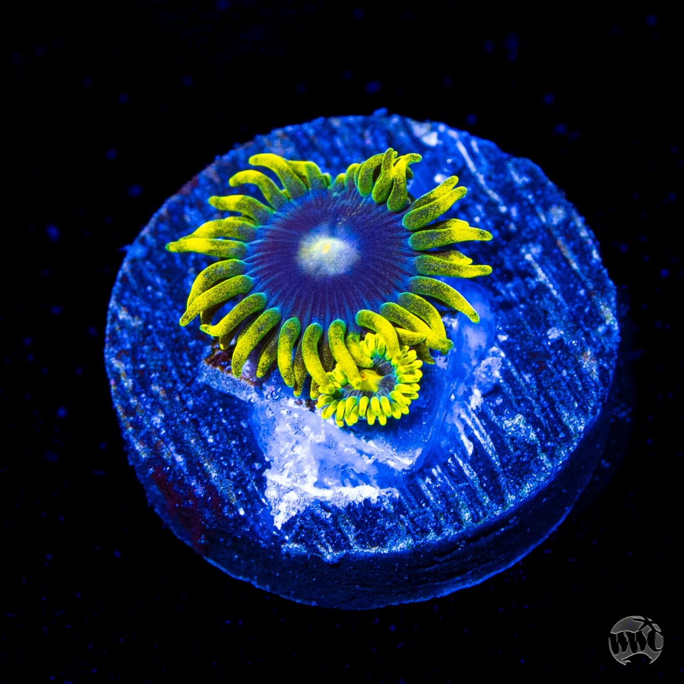 WWC Sunbeam Shuriken Zoanthids