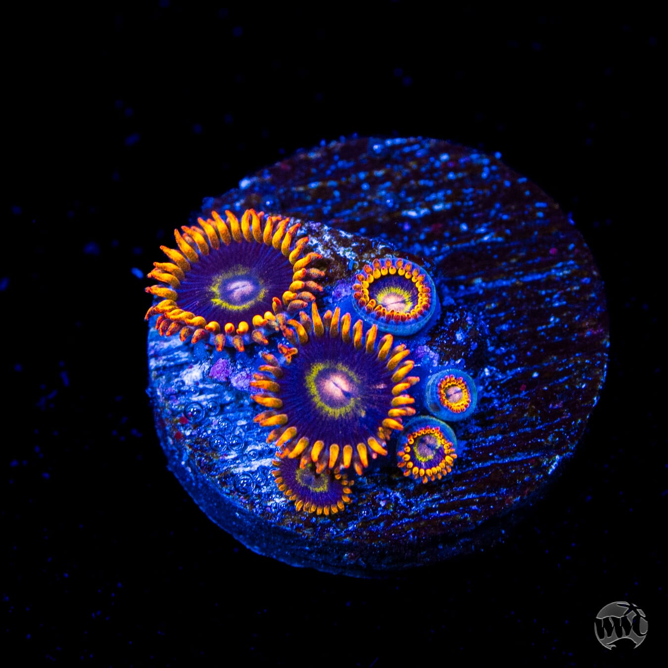 Rainbow Hornet Zoanthids