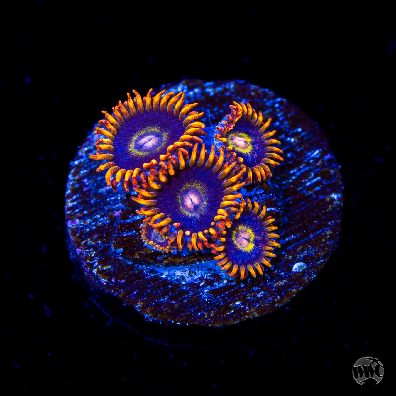 Rainbow Hornet Zoanthids